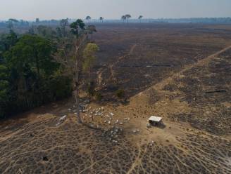 Ontbossing in Braziliaans Amazonewoud breekt nieuw record