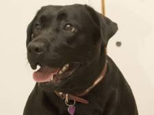Un hôpital laisse un chien assister à un accouchement