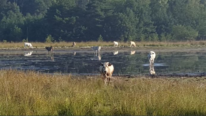 Geen Paniek Schaatsen Op Droge Leersumse Veld Gaat Vast Lukken Utrecht Ad Nl