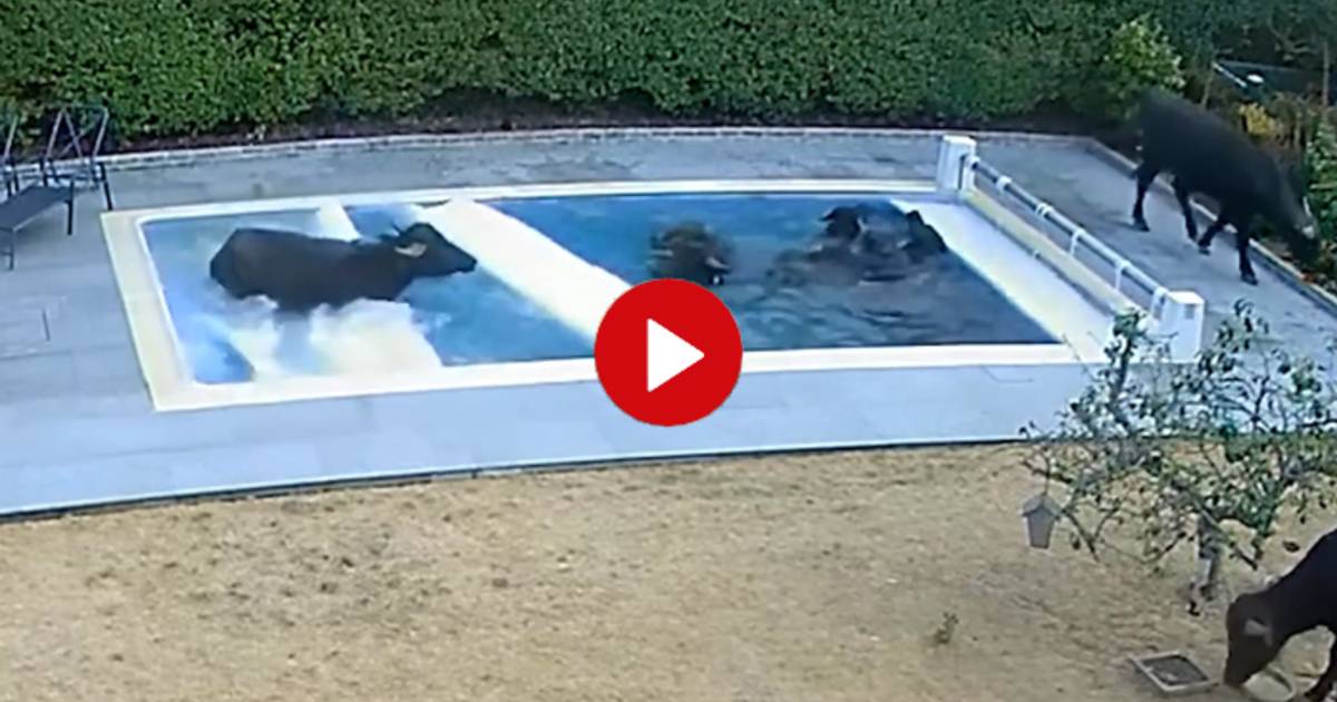 Video van de Dag ‘Nog zo