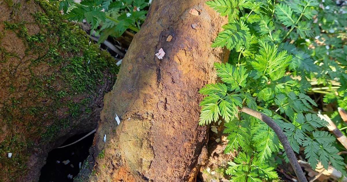 Granaat gevonden in bos Noordgouwe