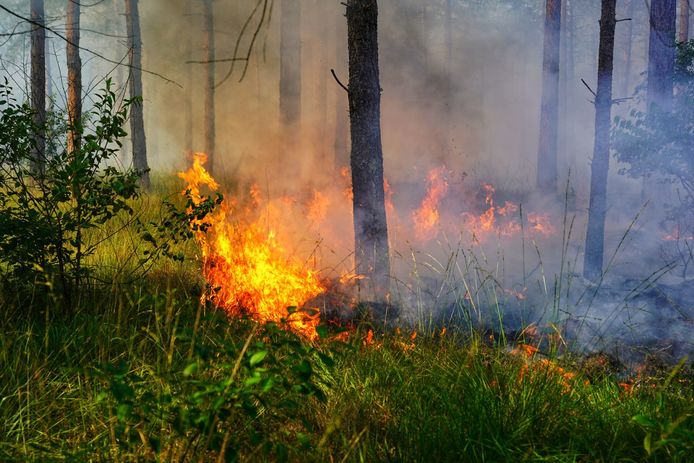 In de Chaamse bossen is opnieuw brand uitgebroken.