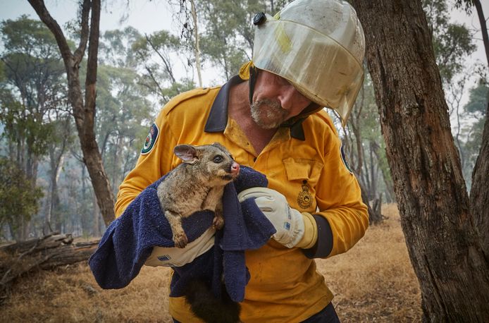 Ook buidelratten worden door Australische brandweermannen niet in de steek gelaten.
