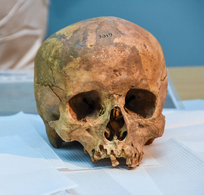 Het gaat niet om deze schedel. Deze schedel van decennia oud werd ooit in Koksijde gevonden.