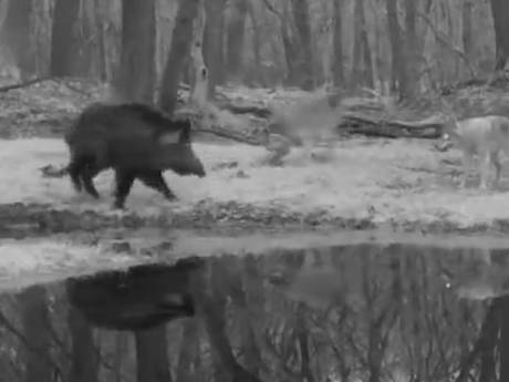 VIDEO | Wild zwijn bijt vijf jonge wolven van zich af op de Veluwe