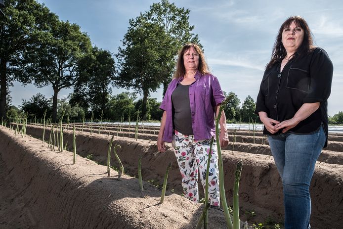 Anneke(links) en Mirjam in het aspergeveld in Milsbeek.