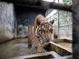Thailand gebruikt DNA-tests in strijd tegen illegale tijgerhandel