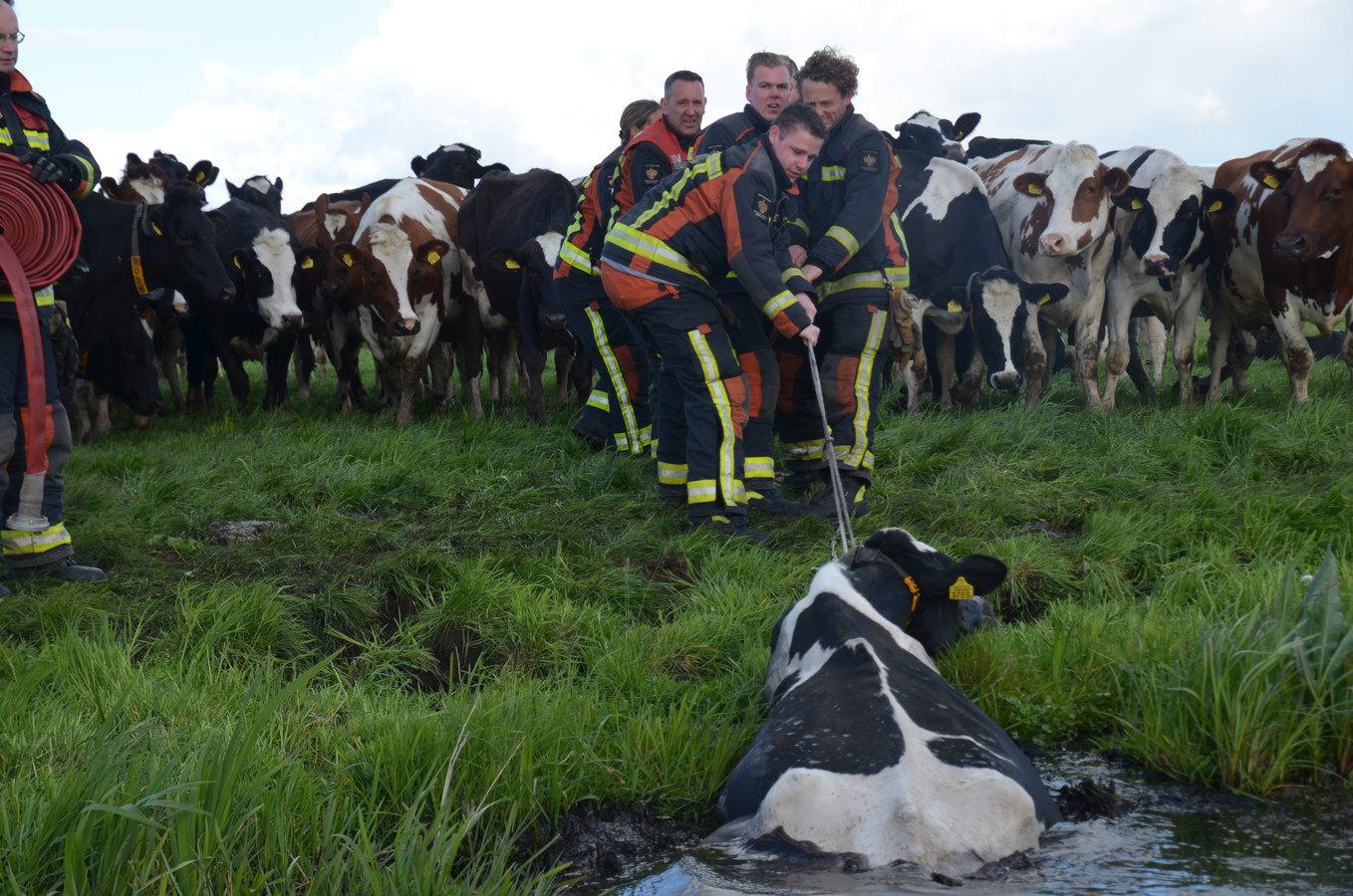 De Reeuwijkse brandweer redt een koe uit de sloot.