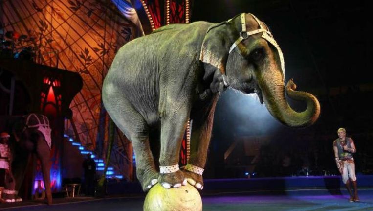 effectief Bewolkt Besparing Degelijke argumentatie voor verbod circusdieren ontbreekt | Trouw