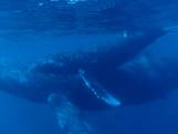 Toerist filmt zingende walvissen in de Grote Oceaan