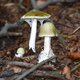 Een van de gevaarlijkste paddenstoelen ter wereld rukt op, ook in ons land
