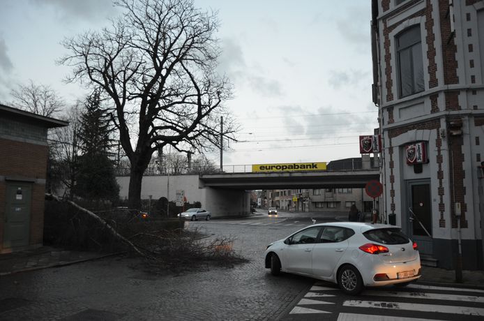 De boom ging tegen de vlakte ter hoogte van het tramhuisje op het Stationsplein.