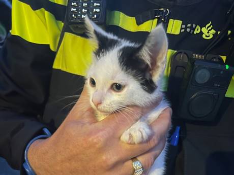Agenten redden jong katje uit handen van dierenbeul