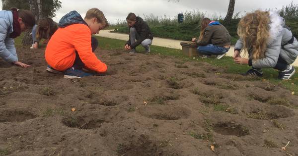 'Bloembollen planten is leuker dan taalles' in Lage Zwaluwe