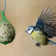 Nieuwe gevallen van vogelgriep: Natuurpunt roept op om voorzichtig te zijn met voederen van tuinvogels