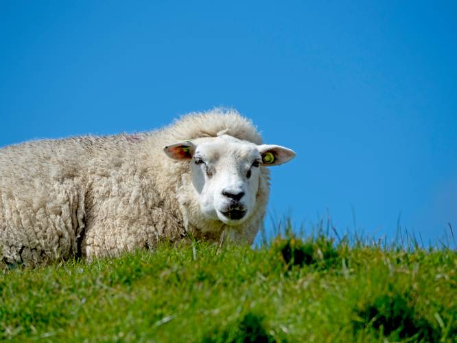 Waarvoor worden schapen gestolen? 5 vragen over schapendiefstal in West-Brabant