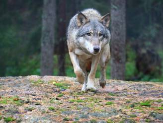 Wolvenplan van minister Schauvliege te vaag volgens WWF en Natuurpunt: "Wat als het echt fout gaat?"