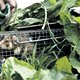 Korenwolf blijft zorgenkindje