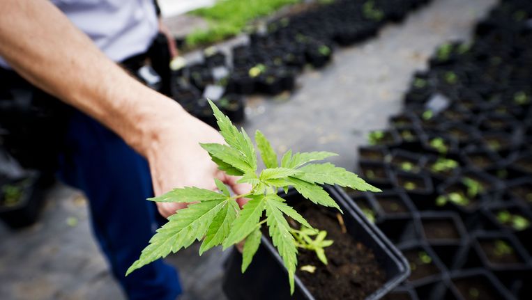 Door de wetswijziging, die op 1 maart 2015 is ingegaan, kunnen alle schakels in de voorfase van de cannabisproductie worden aangepakt. Die aanpassing van de opiumwet wordt in de cannabisbranche ook wel de 'growshopwet' genoemd. Beeld anp
