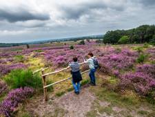 Het heideseizoen is geopend: polonaise lopen in paarse paradijsjes