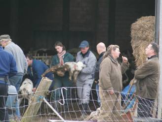 Pepingse boeren ook in beroep veroordeeld voor dierenmishandeling