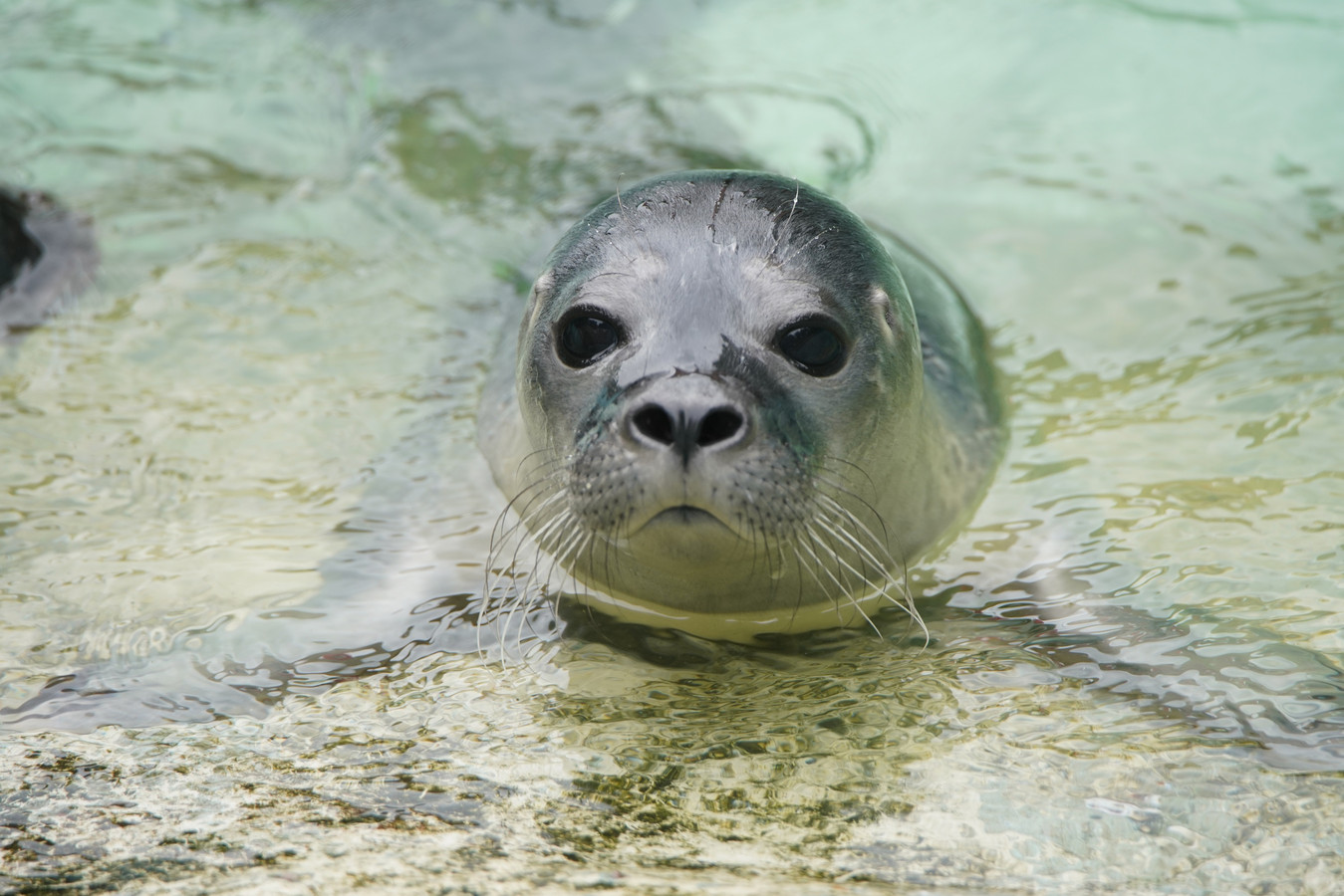 Tiergarten Kleef: zeehondje Robert lievelingsdier van 2021.