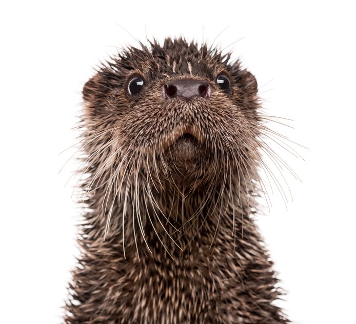 De Europese otter, de Lutra lutra.