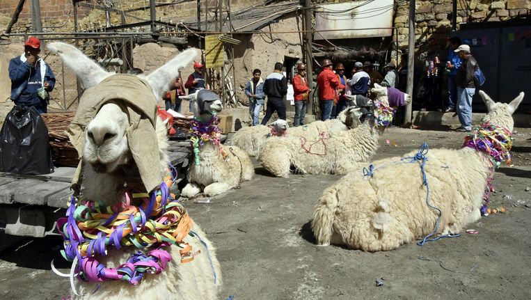 Mijnwerkers maken lama's klaar voor het offerfeest in Bolivia. Deze en meer foto's die de krant niet haalden vindt u op volkskrant.nl/kijkverder. Beeld afp
