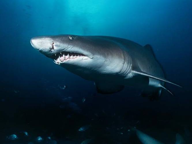 Hand en onderarm in buik van haai gevonden op La Réunion: slachtoffer is waarschijnlijk vermiste Schotse toerist
