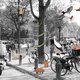 Wat doen al die wilde dieren plotseling in Amsterdam?
