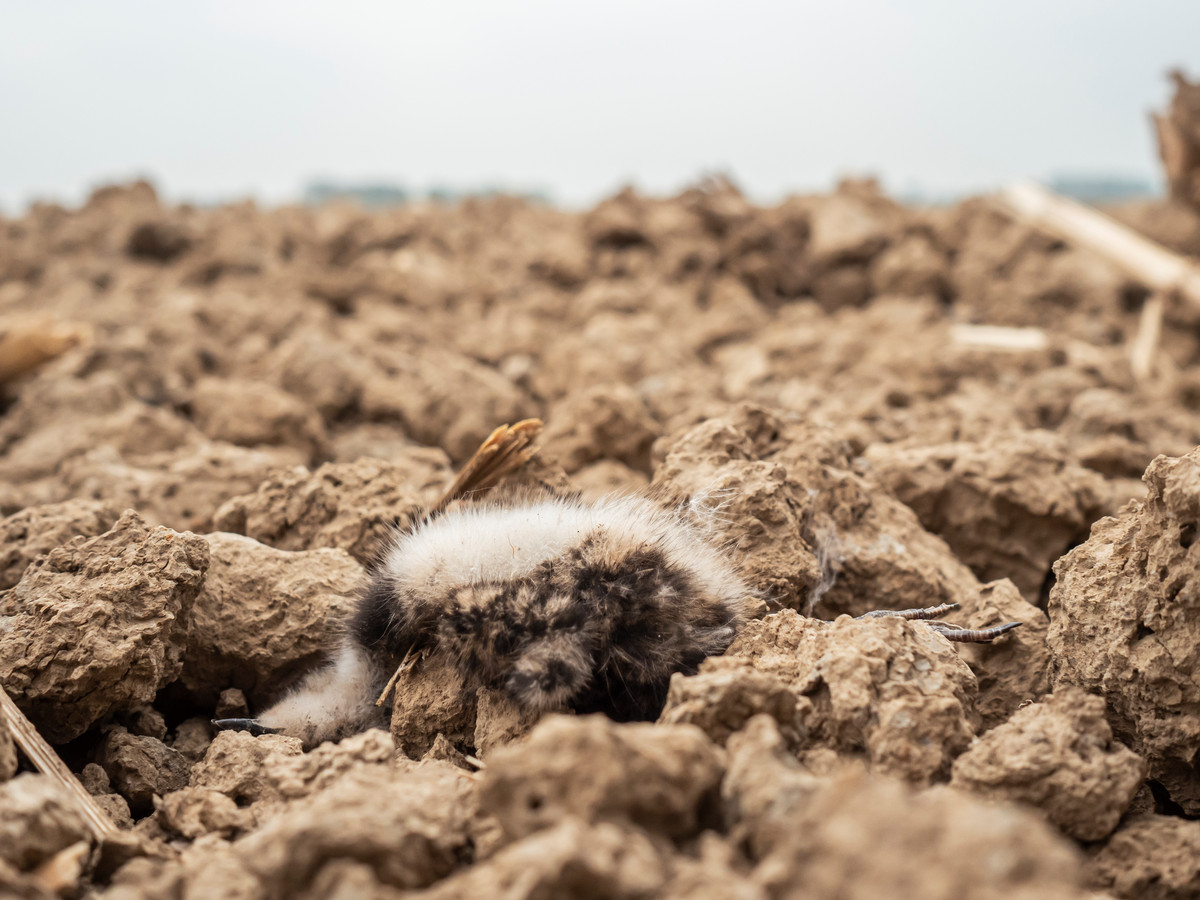 Weidevogels hebben het zwaar vanwege de droogte. Een dood kuiken op uitgedroogde grond.