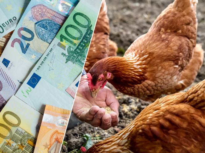 GELDFLATER. Eric begint nooit meer aan kippen in huis: “Voor bijna 1.000 euro hebben we niet eens één vers ei geproefd”