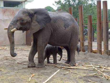 Babynieuws in Ouwehands Dierenpark: olifant Duna bevalt van een mannetje