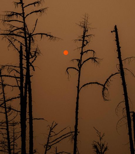 "Notre patrie brûle": En Sibérie, le changement climatique déchaîne les feux de forêts