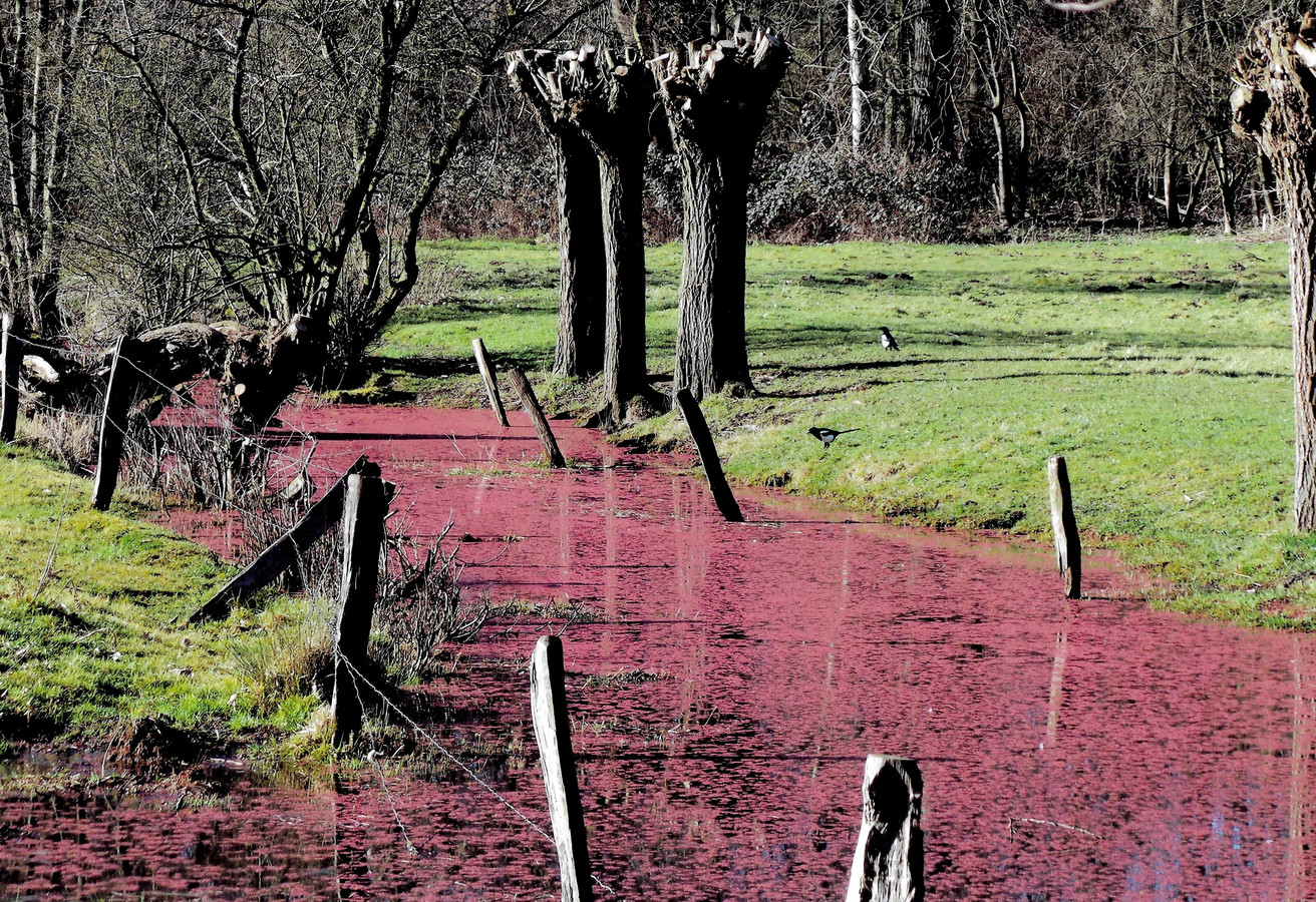Verbazing over waterwoekeraar in Deventer: ‘Zo is het wachten op méér