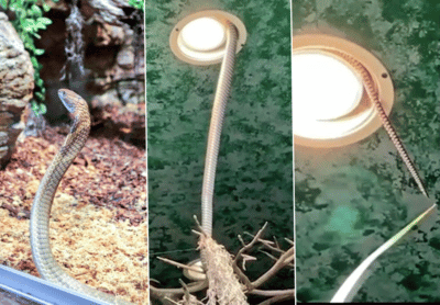 Houdini-ontsnapping via lamp: Zweedse dierentuin blijft gedeeltelijk gesloten door vermiste cobra