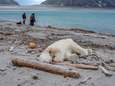 Kritiek nadat ijsbeer doodgeschoten wordt op Spitsbergen: moeten dieren sterven voor toerisme? 