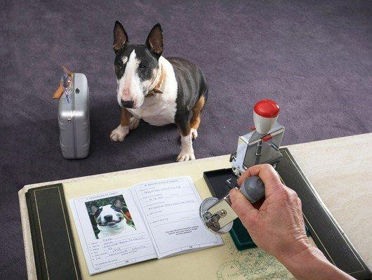 Inwoners van Nederweert kunnen een paspoort voor hun huisdier aanvragen.