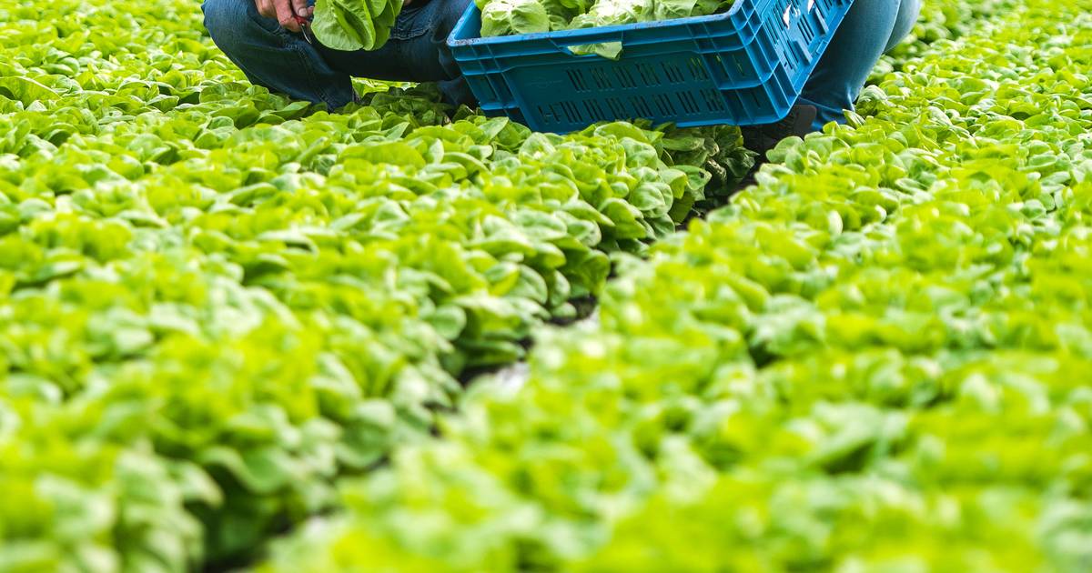 1,3 miljoen kroppen sla uit OudGastel Nieuws bndestem.nl