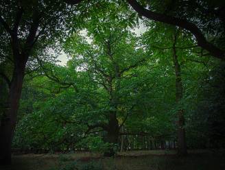 Bosteller ziet Brugs bomenbestand groeien met 65.000 exemplaren op 3 jaar tijd