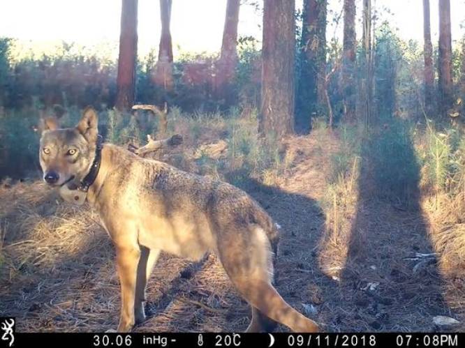 De wraak van wolvin Naya: Vlaming keert zich tegen jagers