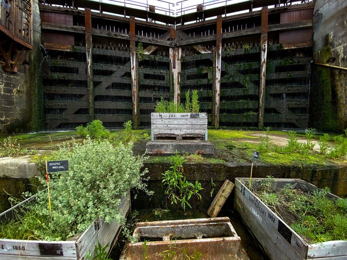 Oud droogdok wordt groot openluchtatelier met ‘Zilte Scheldetuin ...