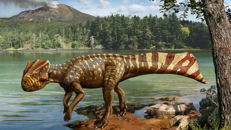 Een artist's impression van een Koreaceratops hwaseongensis dinosaurus, die 103 miljoen jaar geleden leefde. Beeld EPA