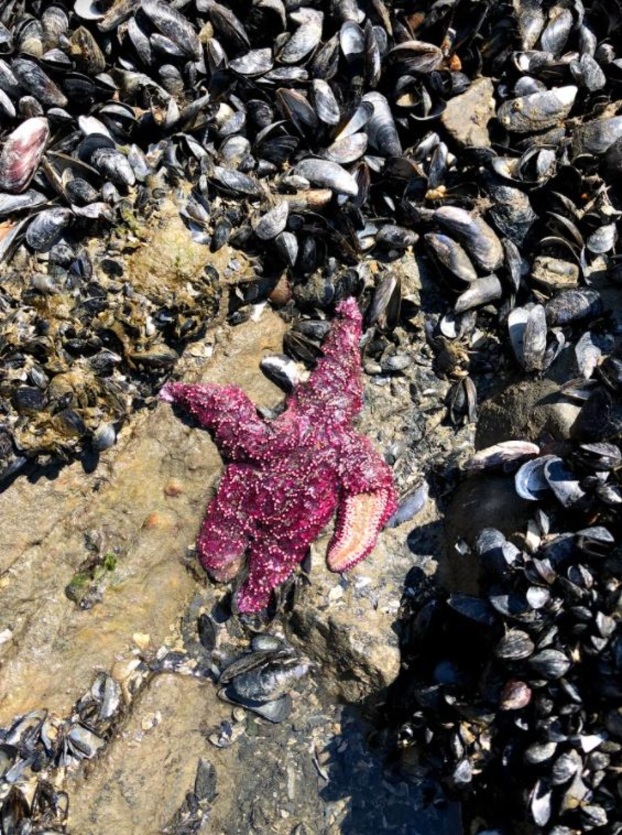 La vita marina sta morendo in massa a causa dell’ondata di caldo negli Stati Uniti: foriero di conseguenze del cambiamento climatico, temono i biologi