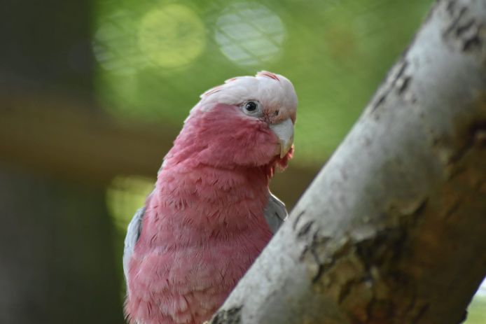 Een roze kaketoe die ontsnapt was uit het dierenpark De Paay in Beesd.