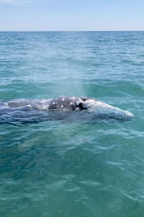 La baleine grise égarée en Méditerranée réapparait en piteux état à Majorque
