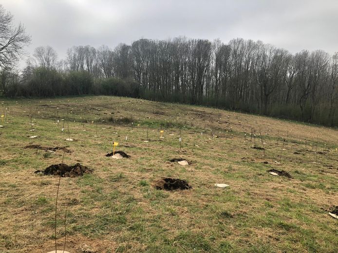 Zottegem: Op een terrein in Sint-Goriks-Oudenhove werden maar liefst 2.020 boompjes geplant.