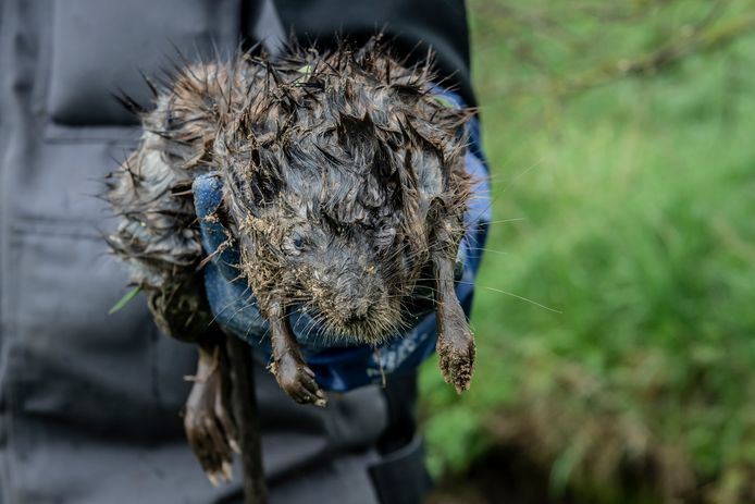 Een muskusrat