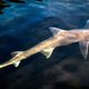 Gespot: haaien voor de Waddenkust