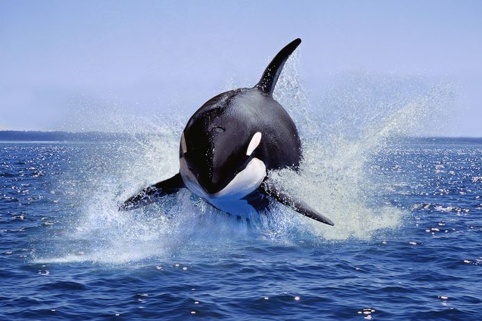 Een springende orka, ter illustratie.